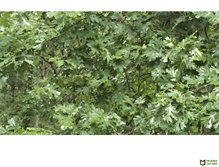 Tablet Screenshot of oakleyrain.com